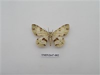 藏品(尺蛾176)的圖片